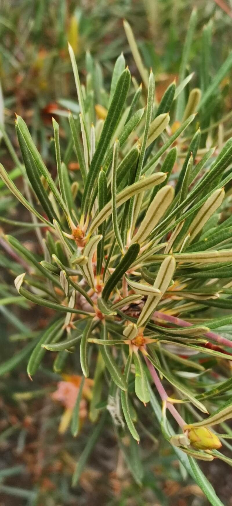 Lambertia formosa — houseplant care guide