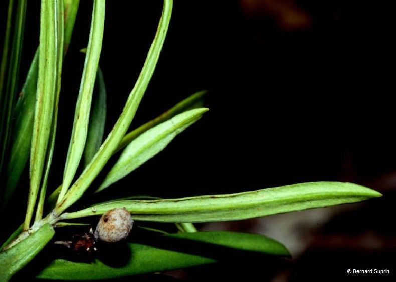 Podocarpus colliculatus — search result for 'Podocarpus'