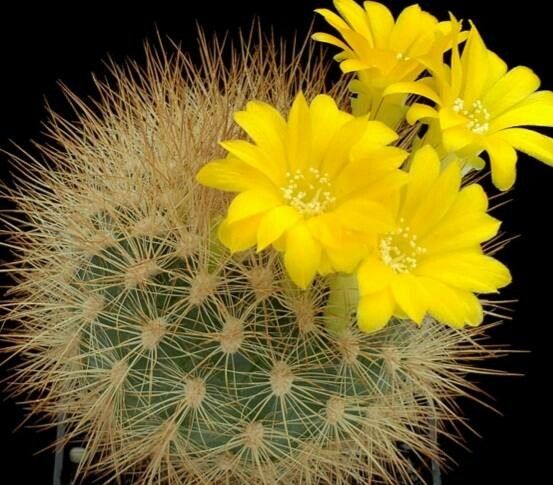 Rebutia neocumingii flower