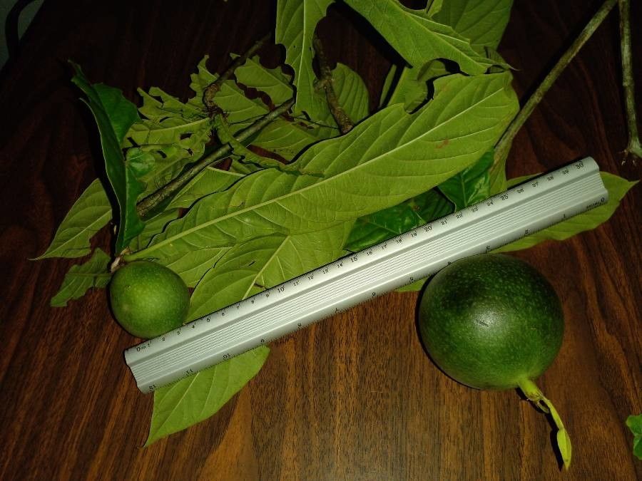 Randia genipoides — houseplant care guide