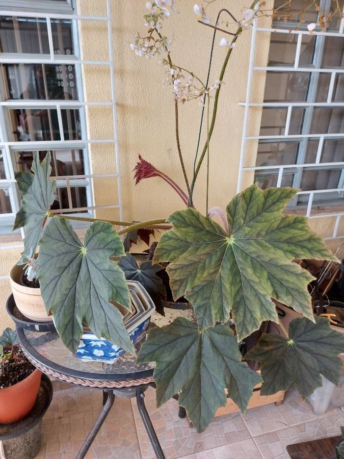 Begonia heracleifolia fruit