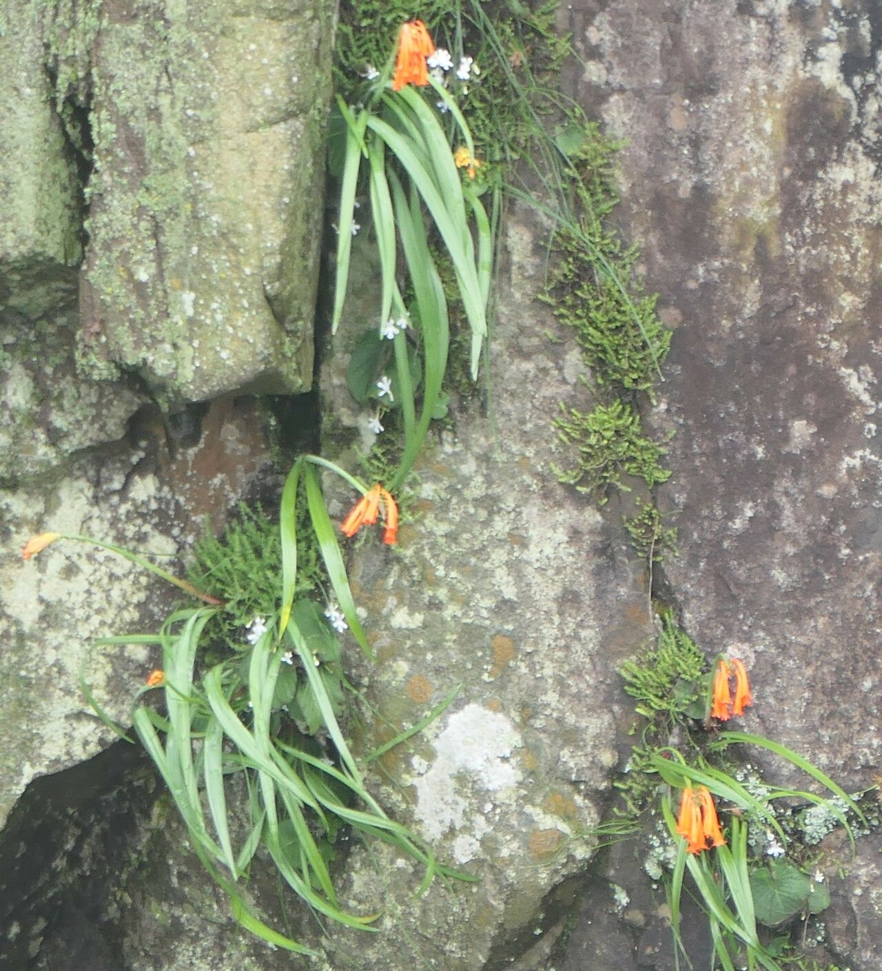 Cyrtanthus tuckii habit