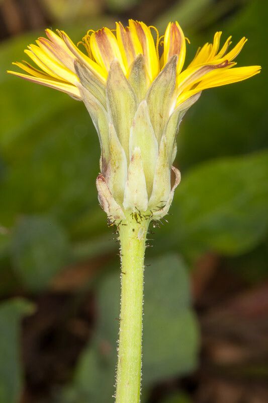Sonchus bulbosus bark