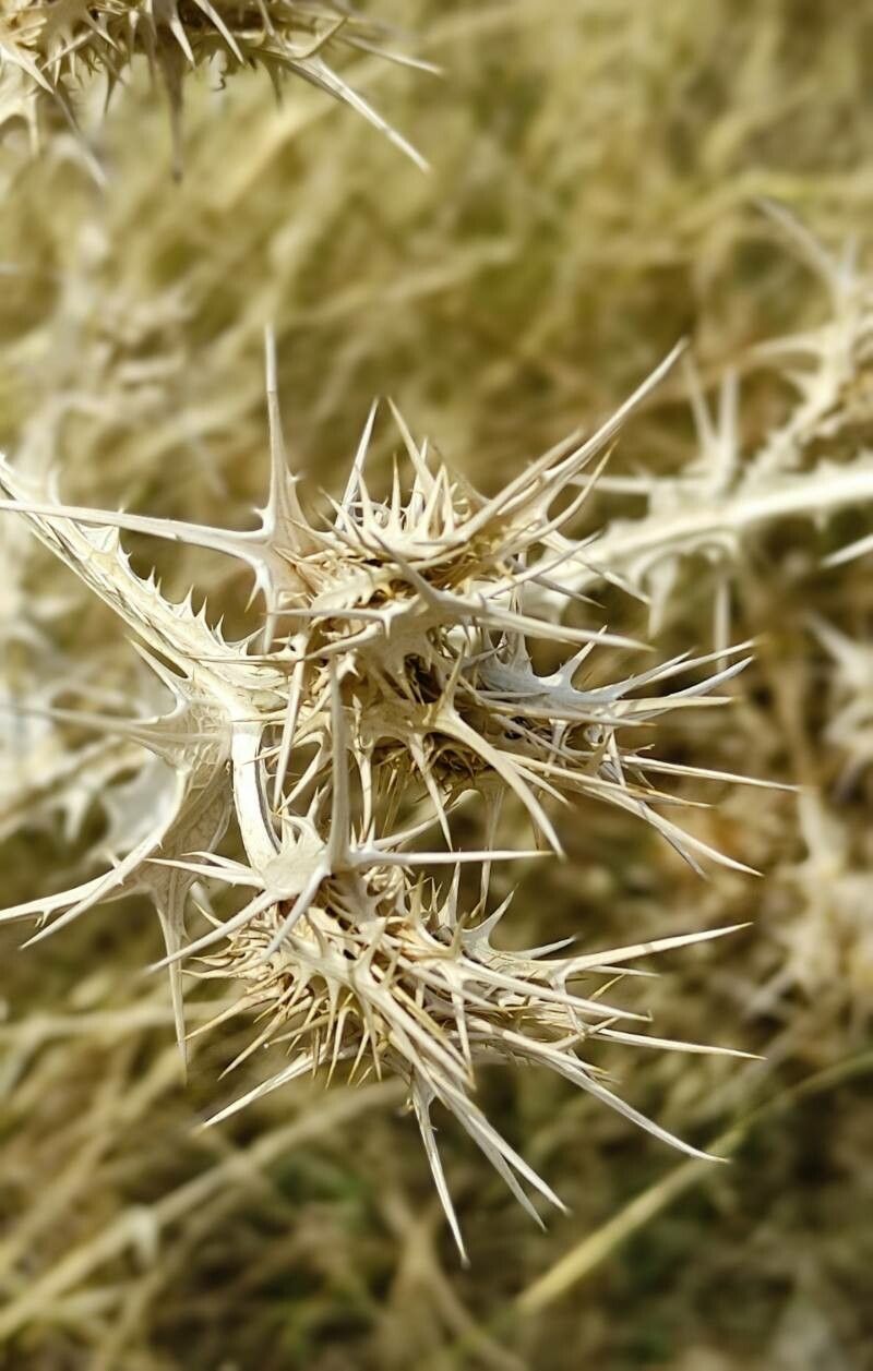 Scolymus maculatus fruit