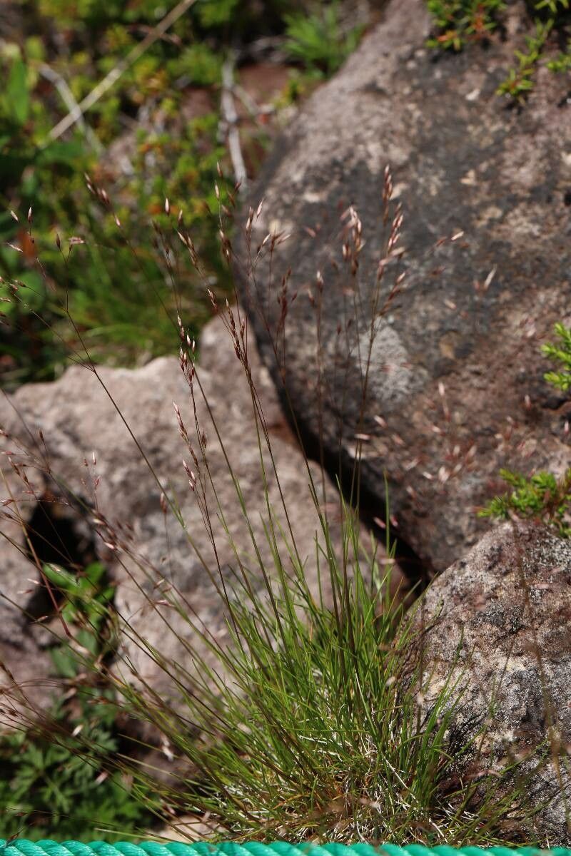 Agrostis mertensii flower