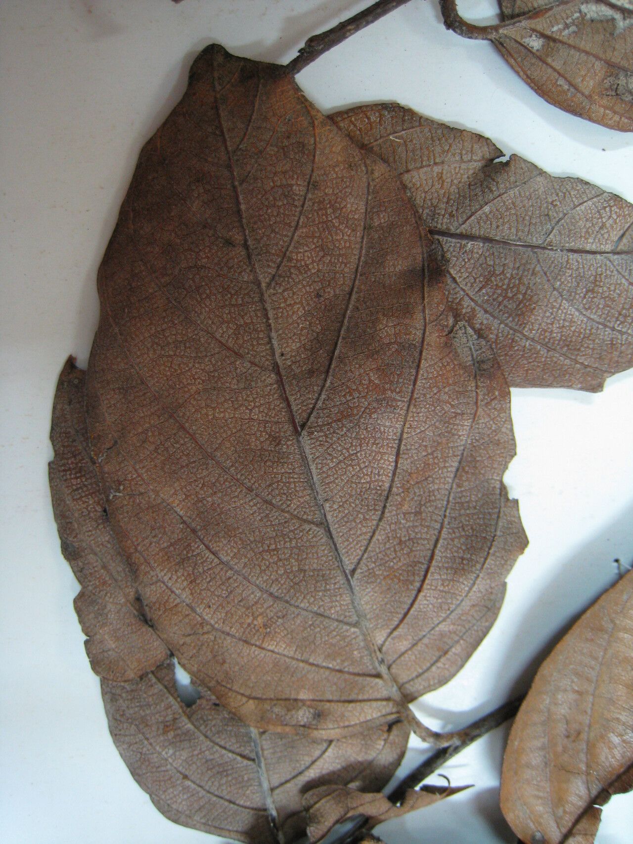 Licania majuscula other