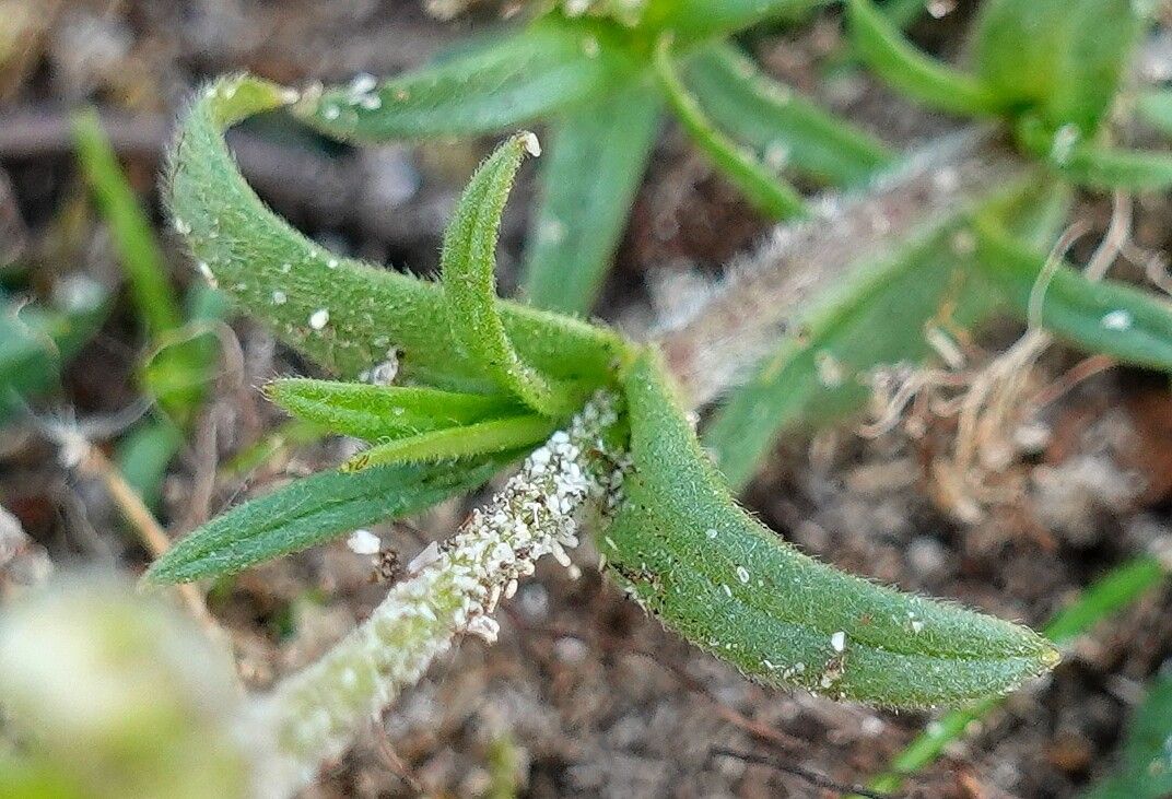 Cerastium alpinum leaf