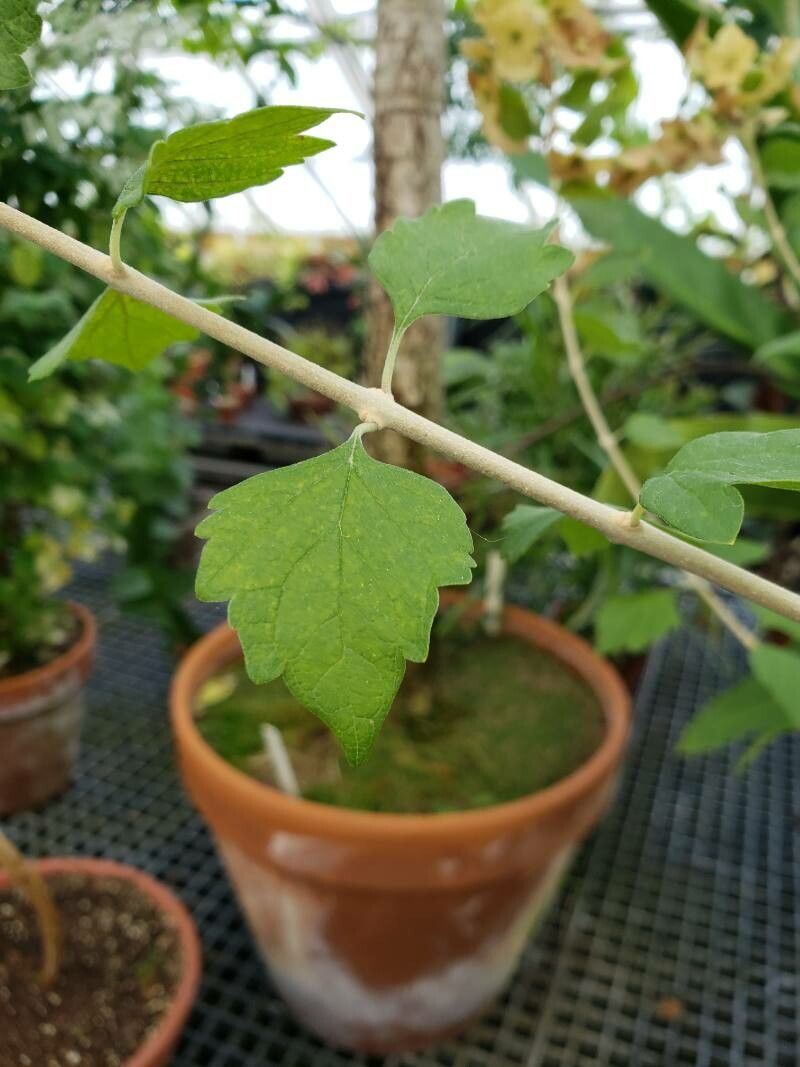 Karomia tettensis — houseplant care guide