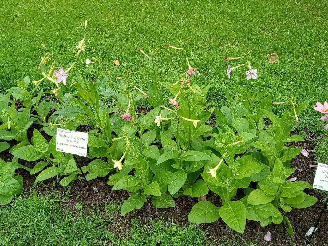 Nicotiana × sanderi — search result for 'Nicotiana'