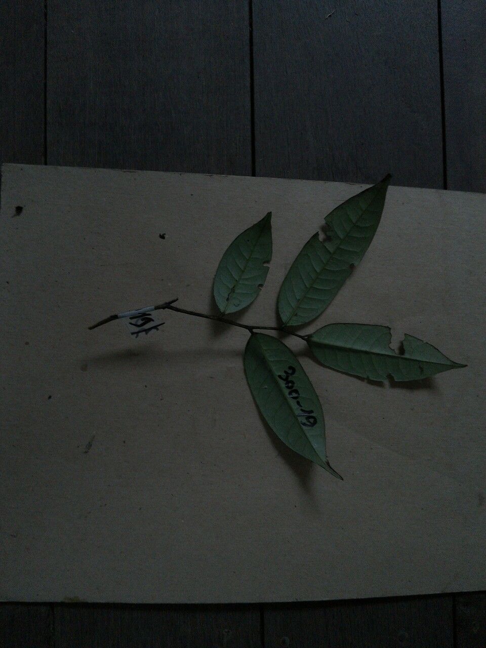 Diospyros capreifolia leaf