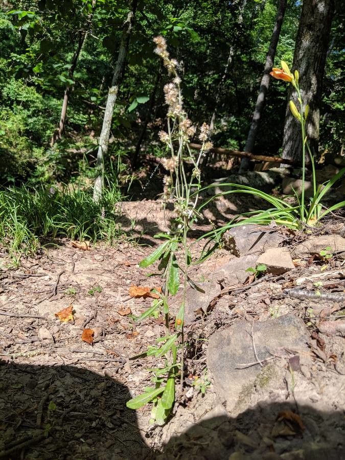 Gamochaeta pensylvanica habit