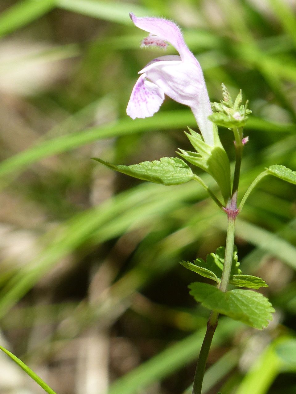Lamium garganicum leaf