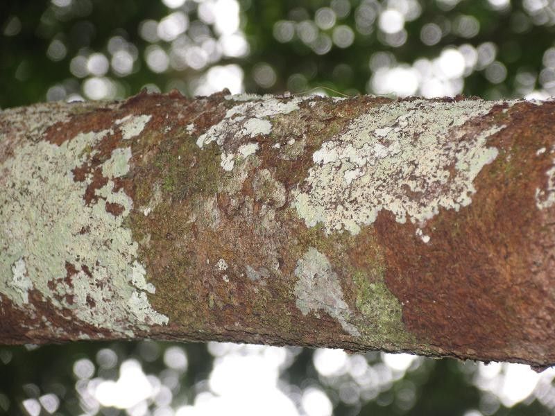 Garcinia benthamiana bark