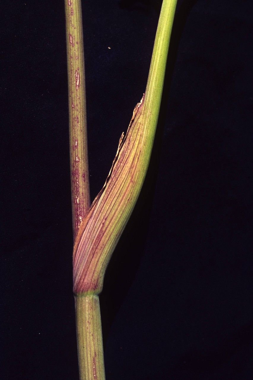 Oxypolis occidentalis bark