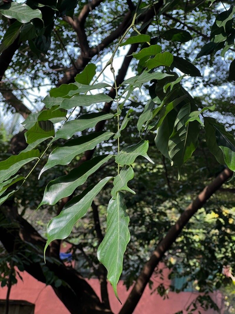 Millettia laurentii — houseplant care guide