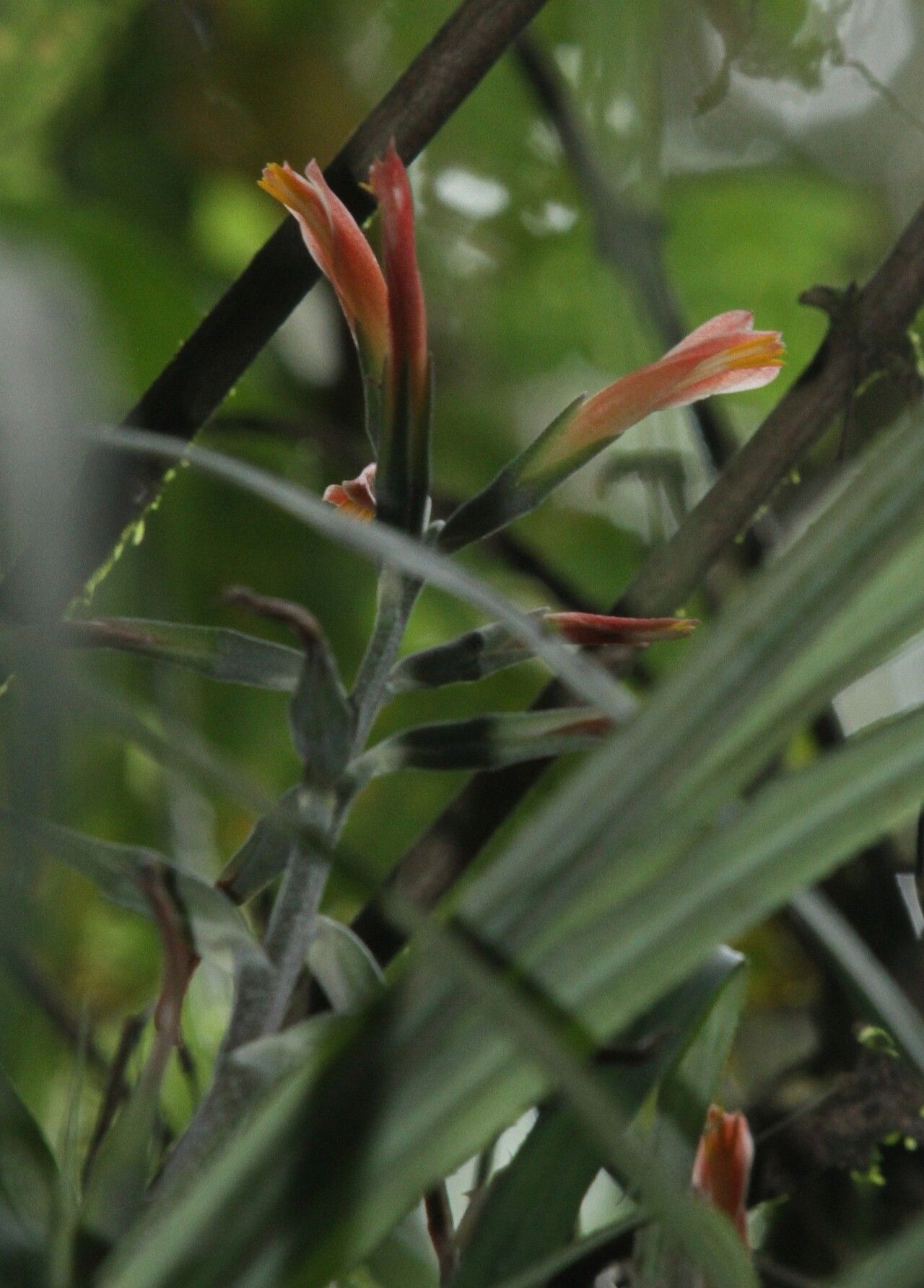 Pitcairnia caricifolia — search result for 'Pitcairnia'