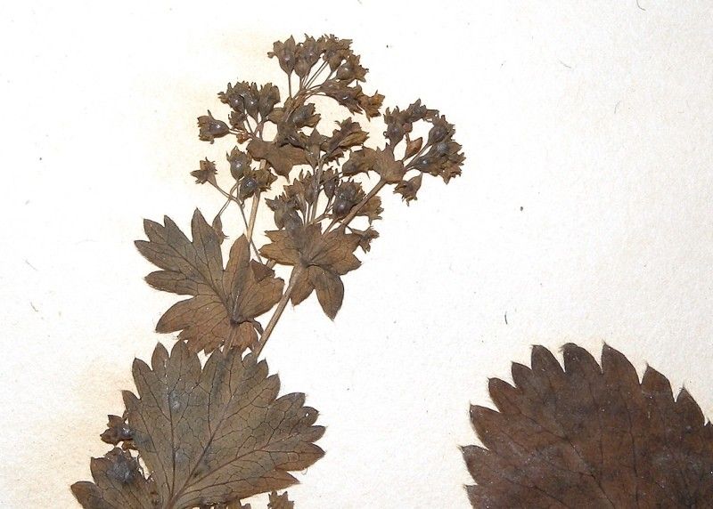 Alchemilla demissa flower