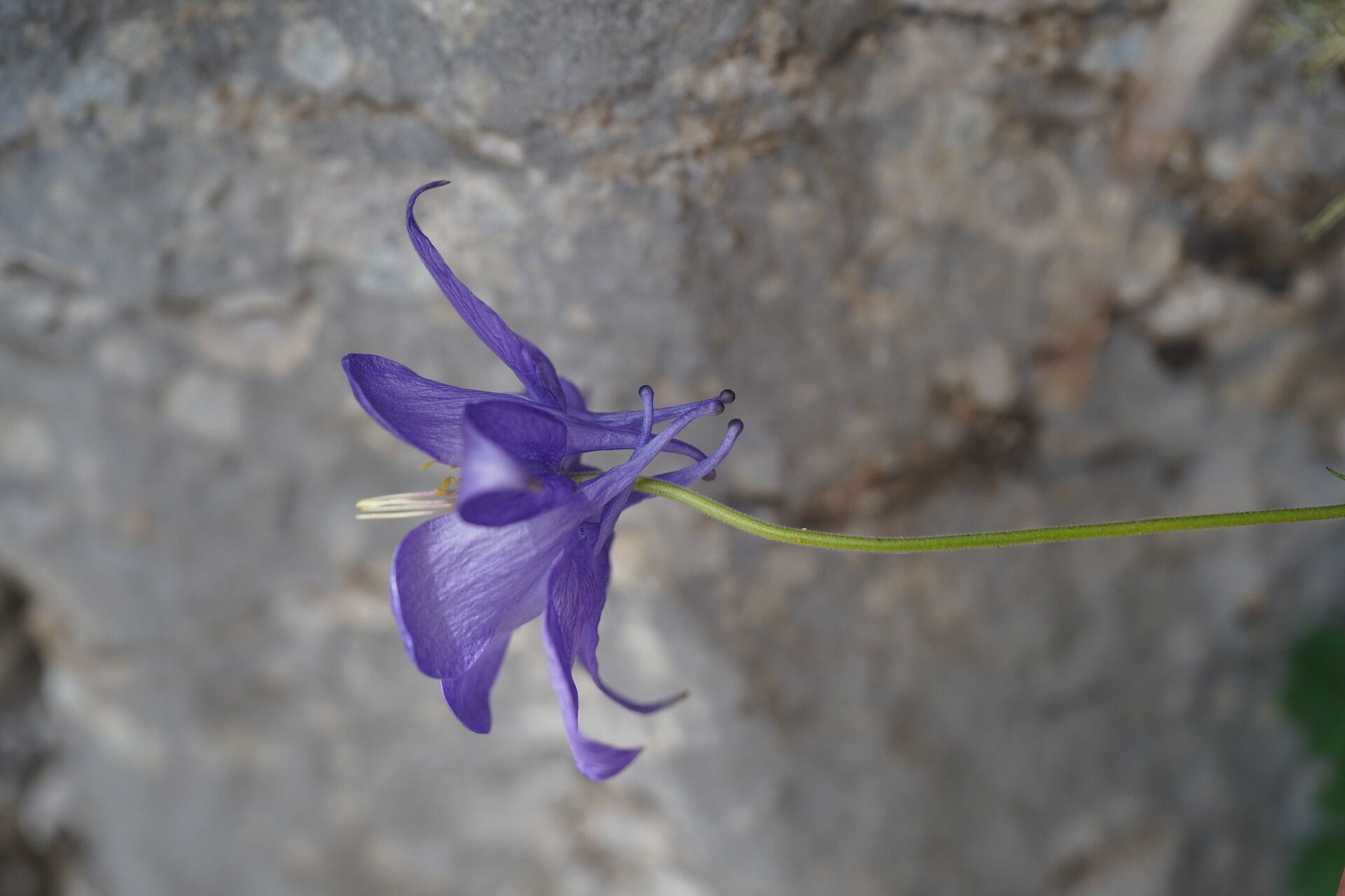 Aquilegia kitaibelii flower