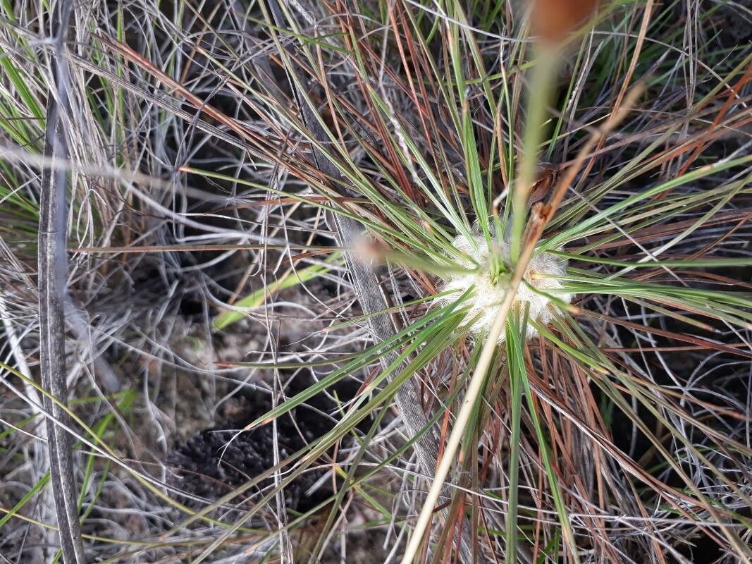Bulbostylis lanata leaf