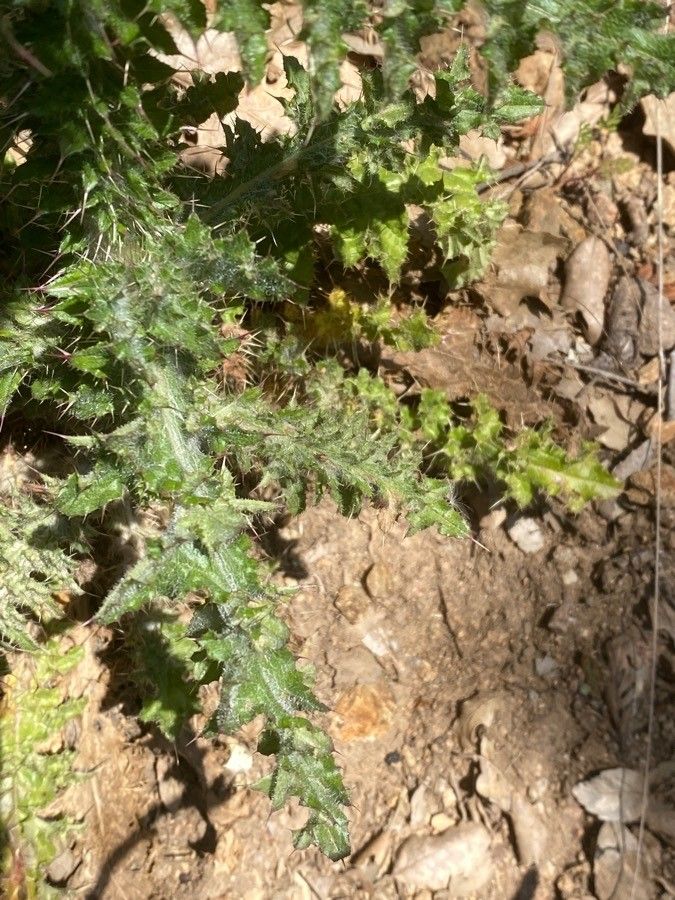 Carduus litigiosus — search result for 'Carduus'