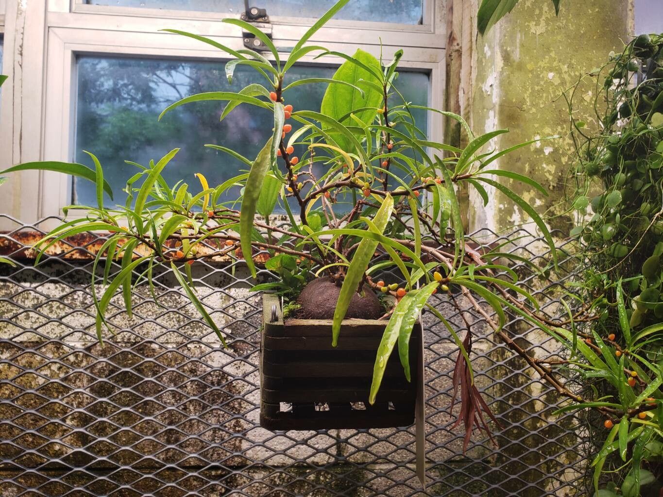 Hydnophytum puffii habit