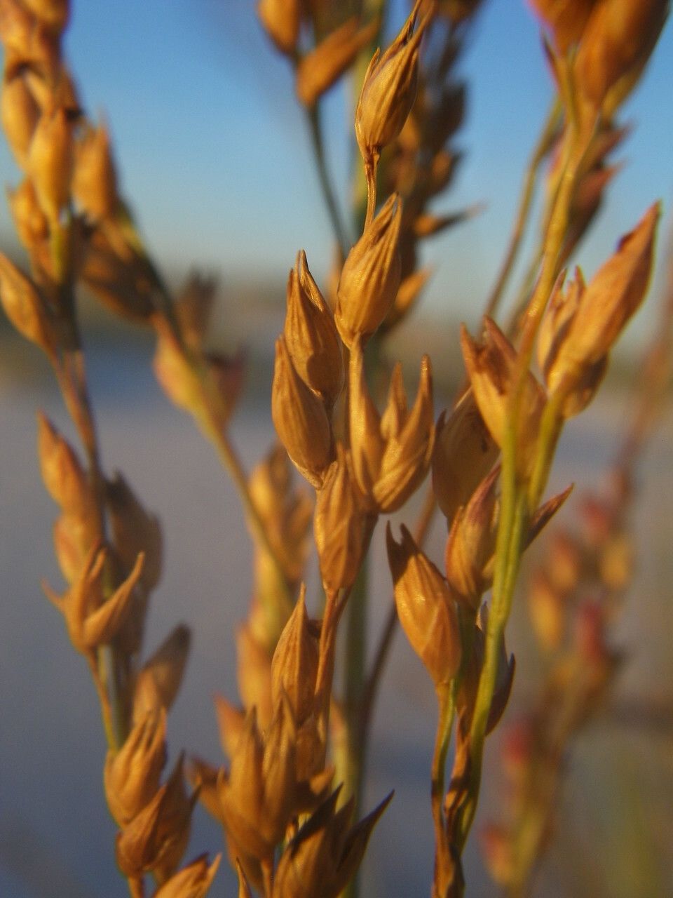 Panicum amarum fruit