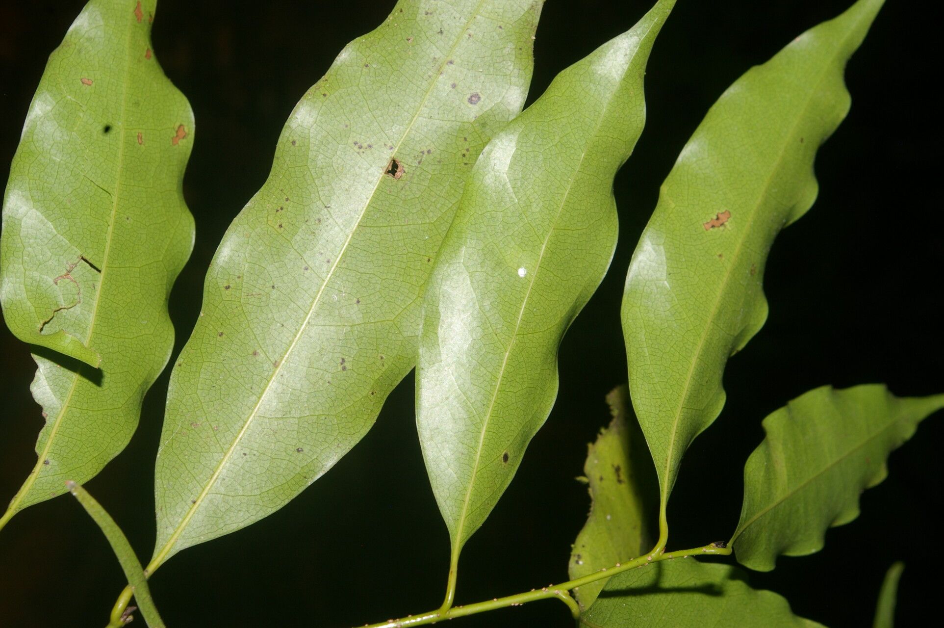 Licaria misantlae — houseplant care guide