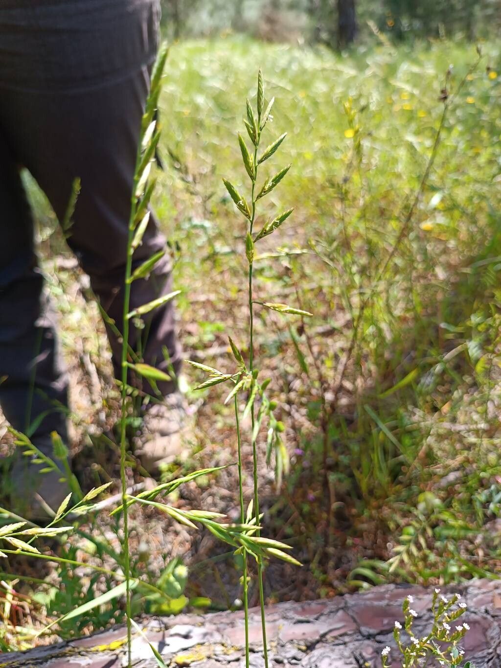Castellia tuberculosa — search result for 'Libya'