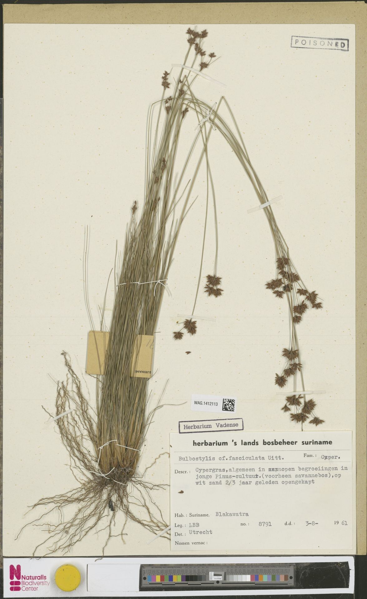 Bulbostylis tisserantii — houseplant care guide