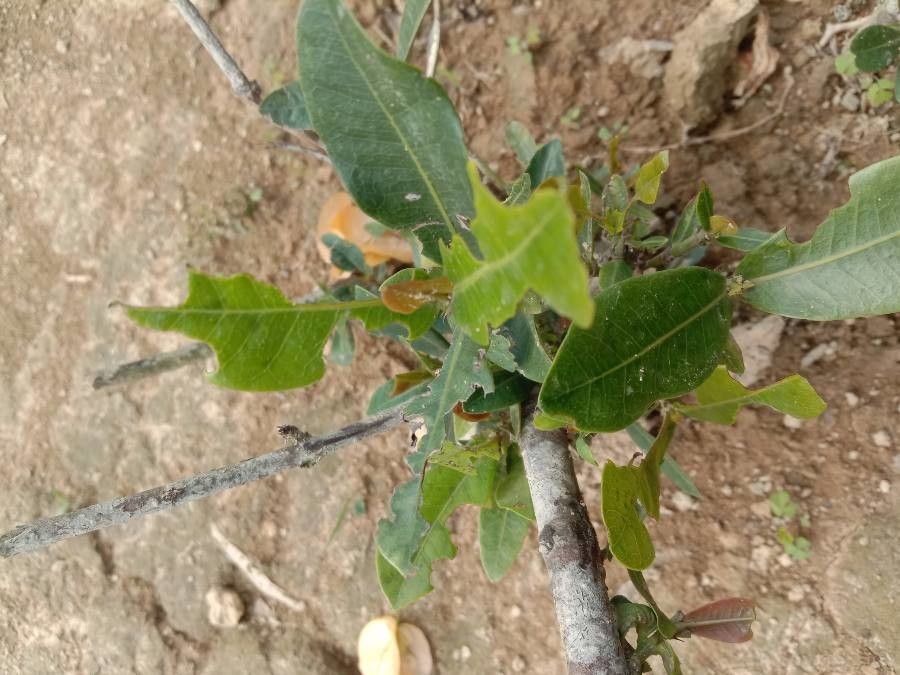 Pappea capensis flower