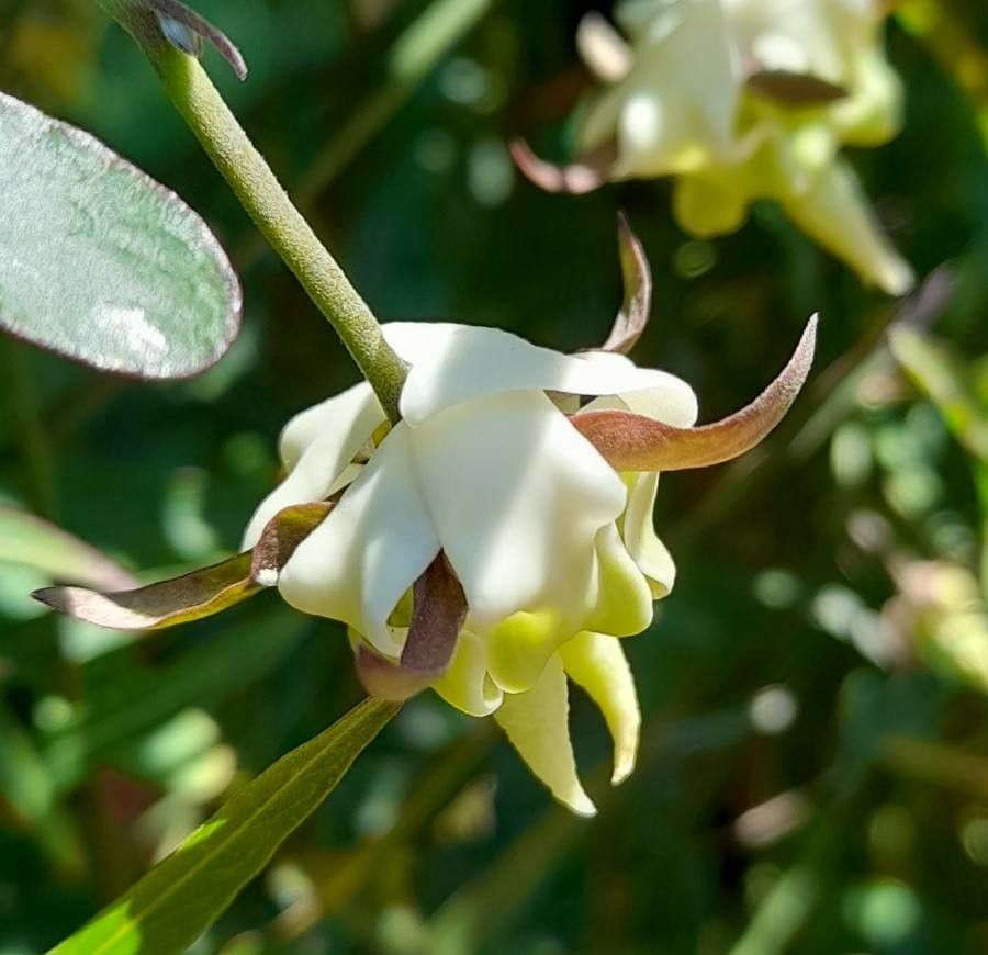 Araujia angustifolia flower