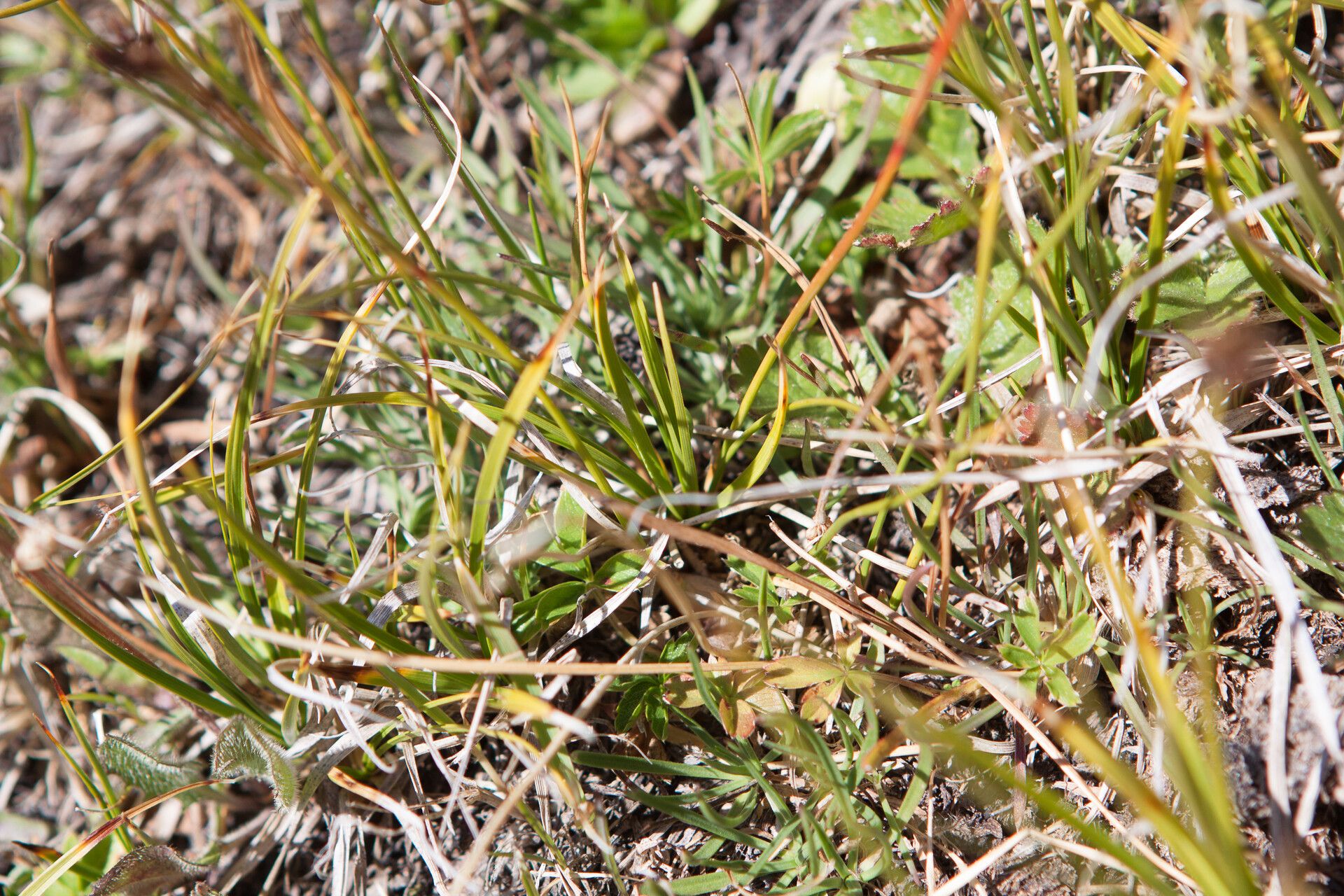 Juncus triglumis — search result for 'Juncus'