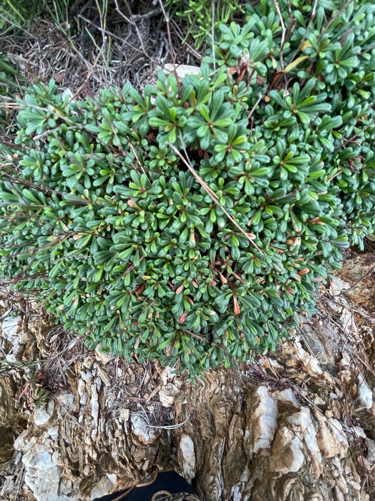 Limonium cosyrense — houseplant care guide