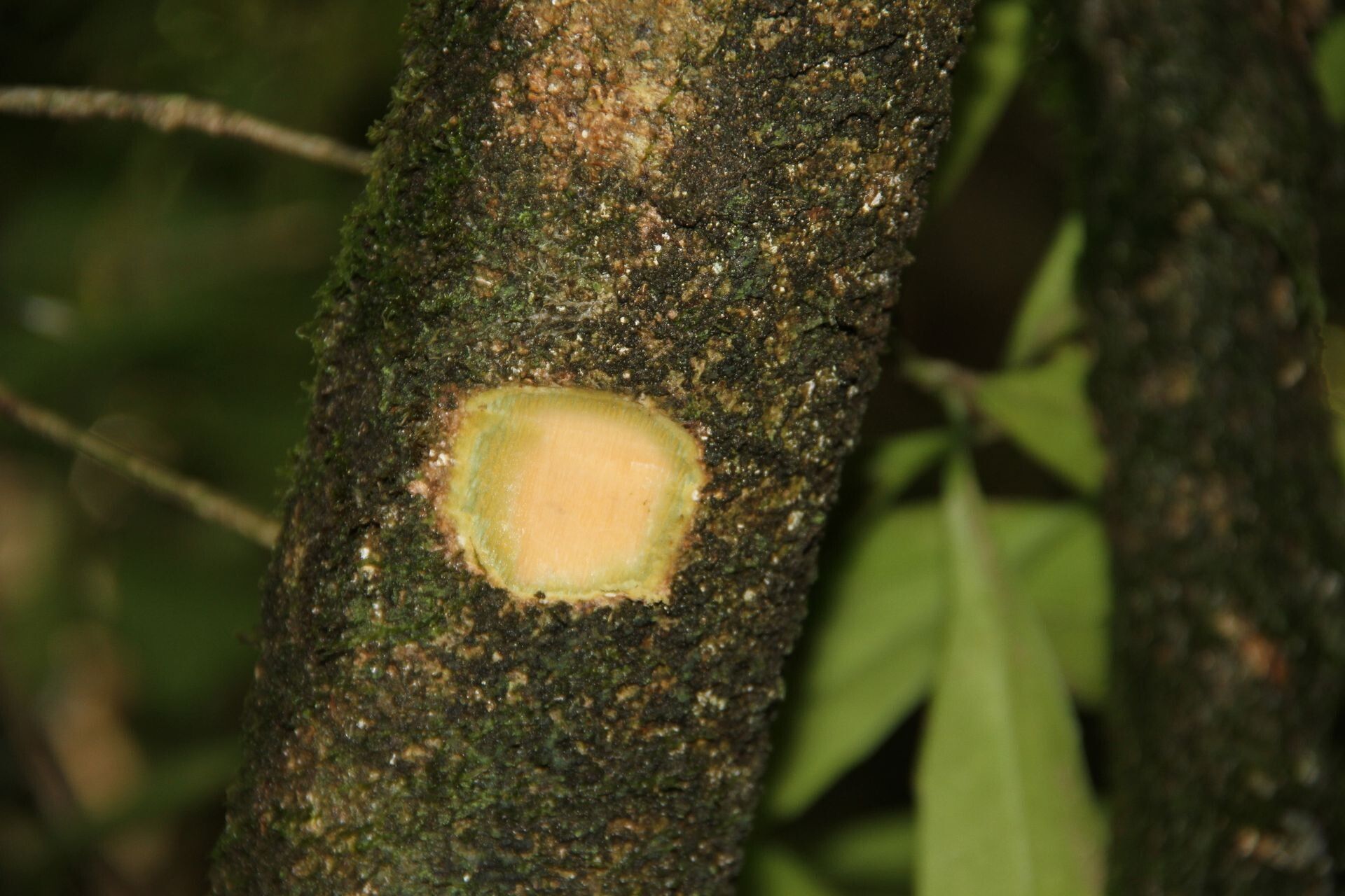 Hybanthus austrocaledonicus bark