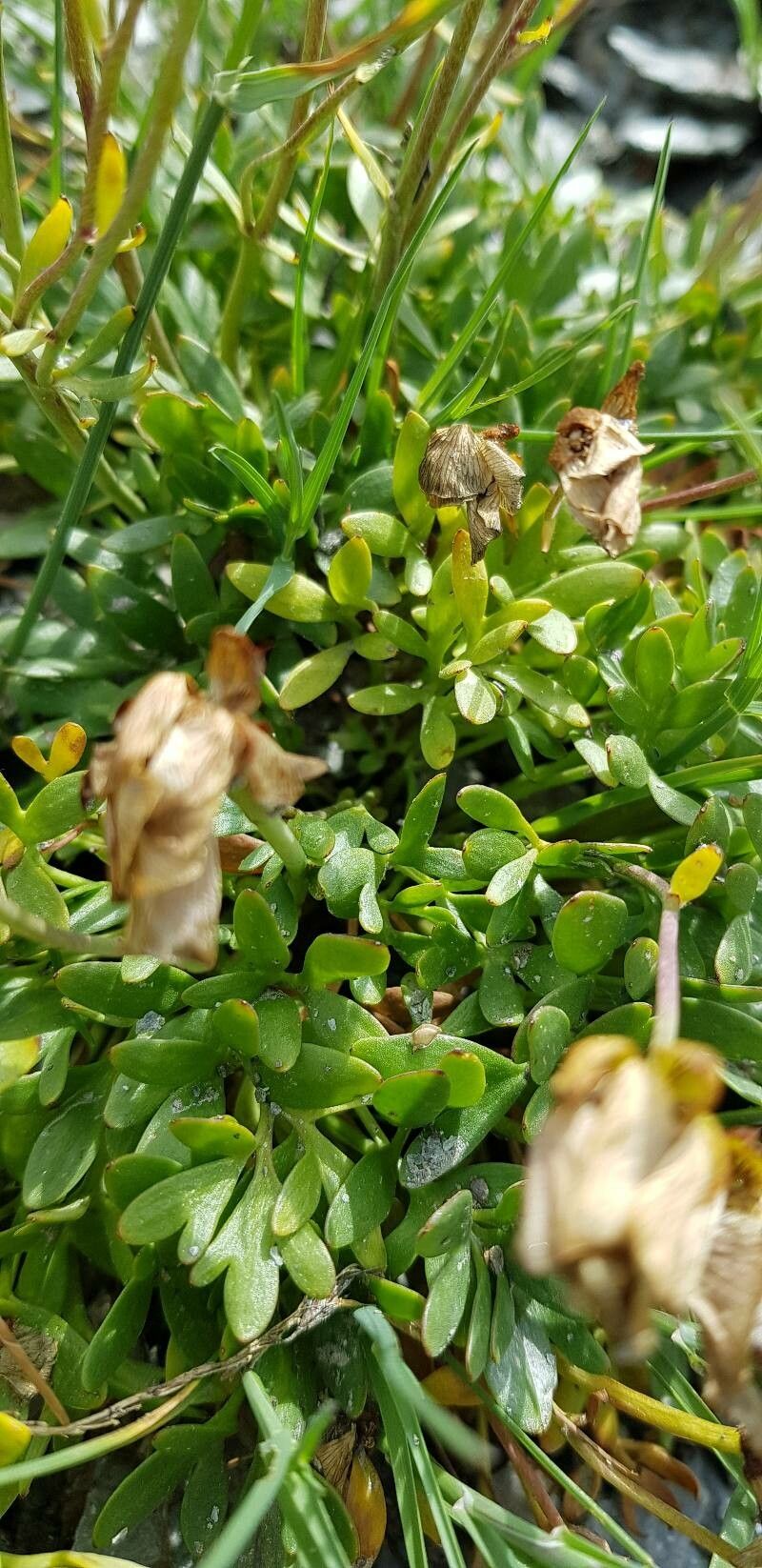 Ranunculus glacialis leaf