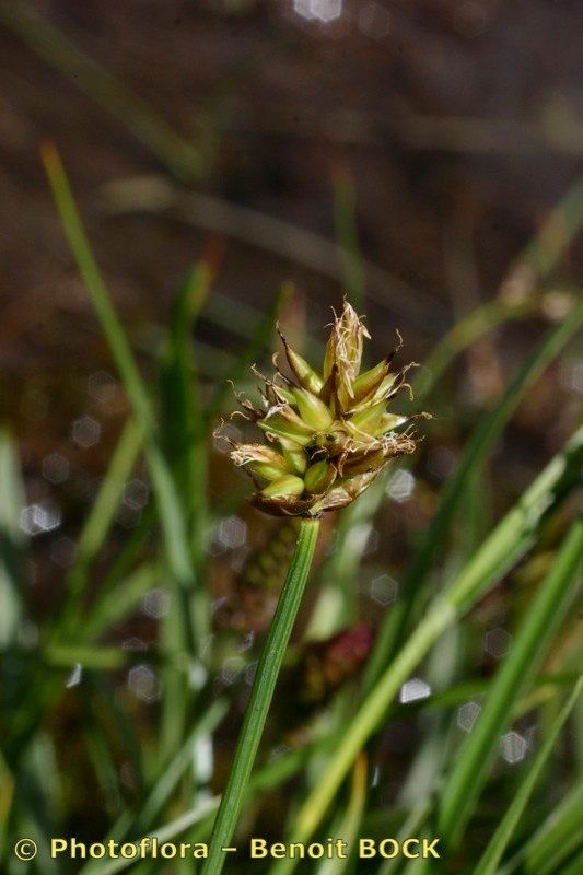 Carex maritima fruit