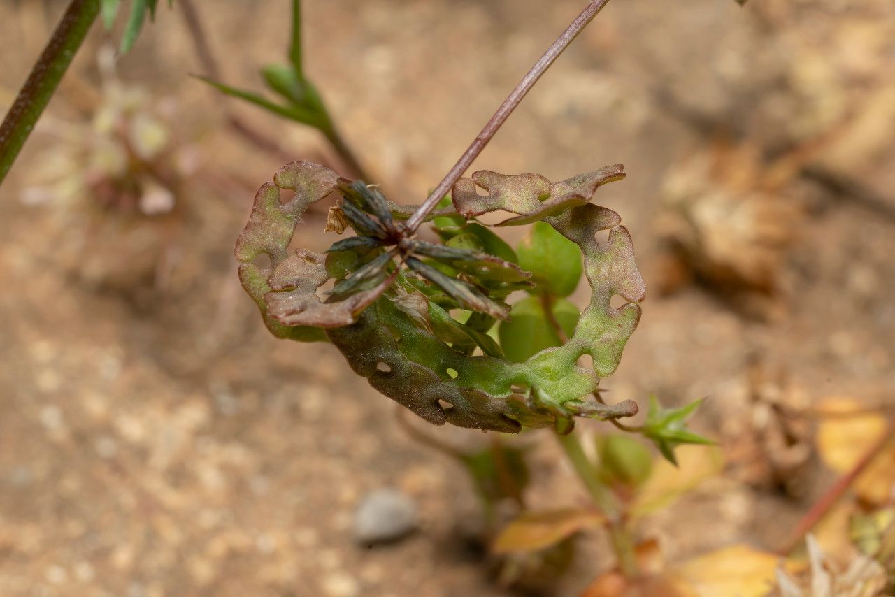 Hippocrepis multisiliquosa fruit