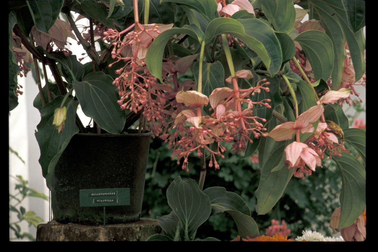 Medinilla magnifica flower