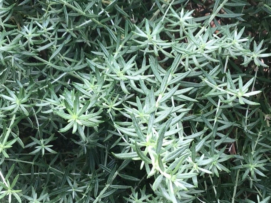 Westringia longifolia leaf