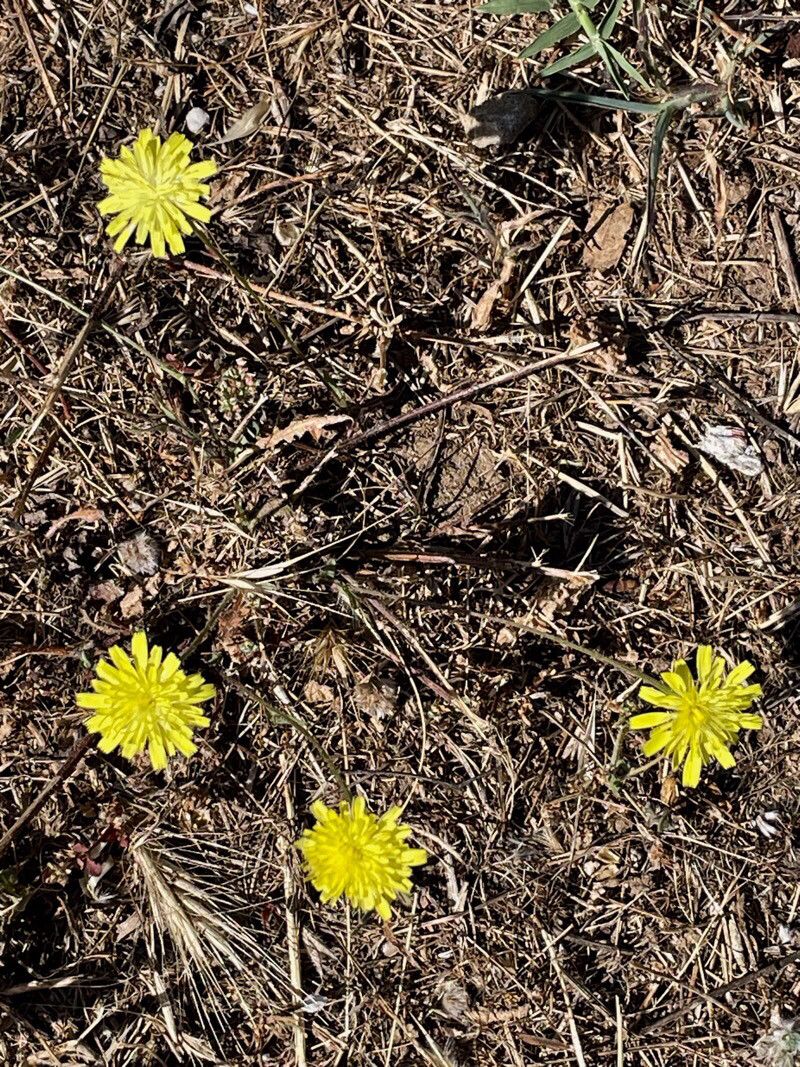 Hypochaeris cretensis flower