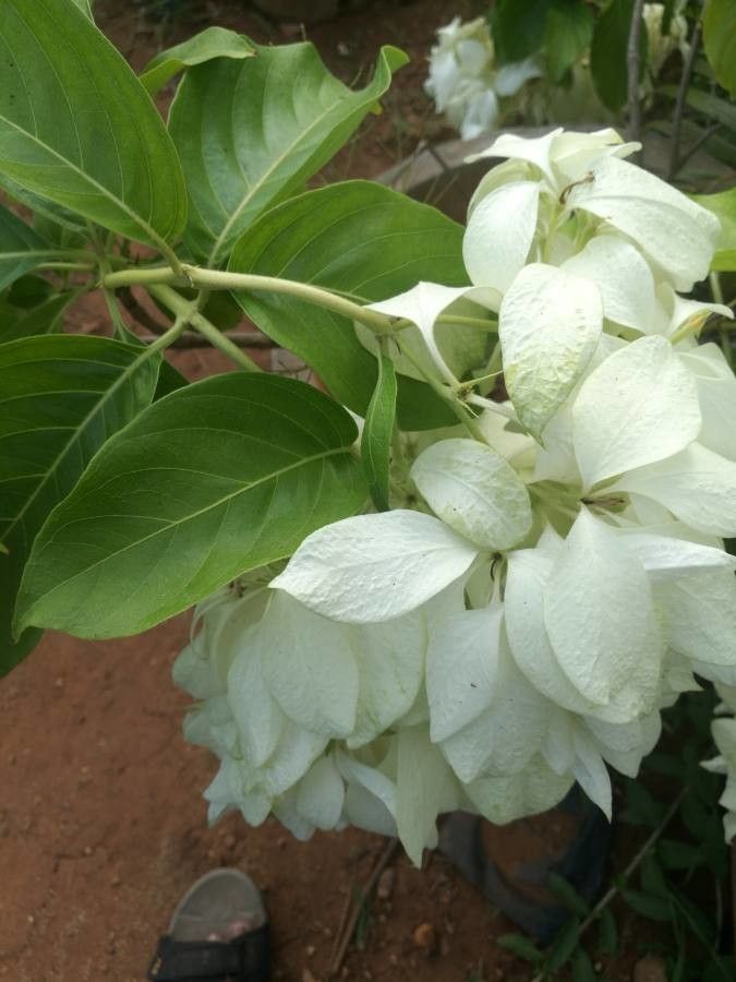 Mussaenda flava — search result for 'Mussaenda'