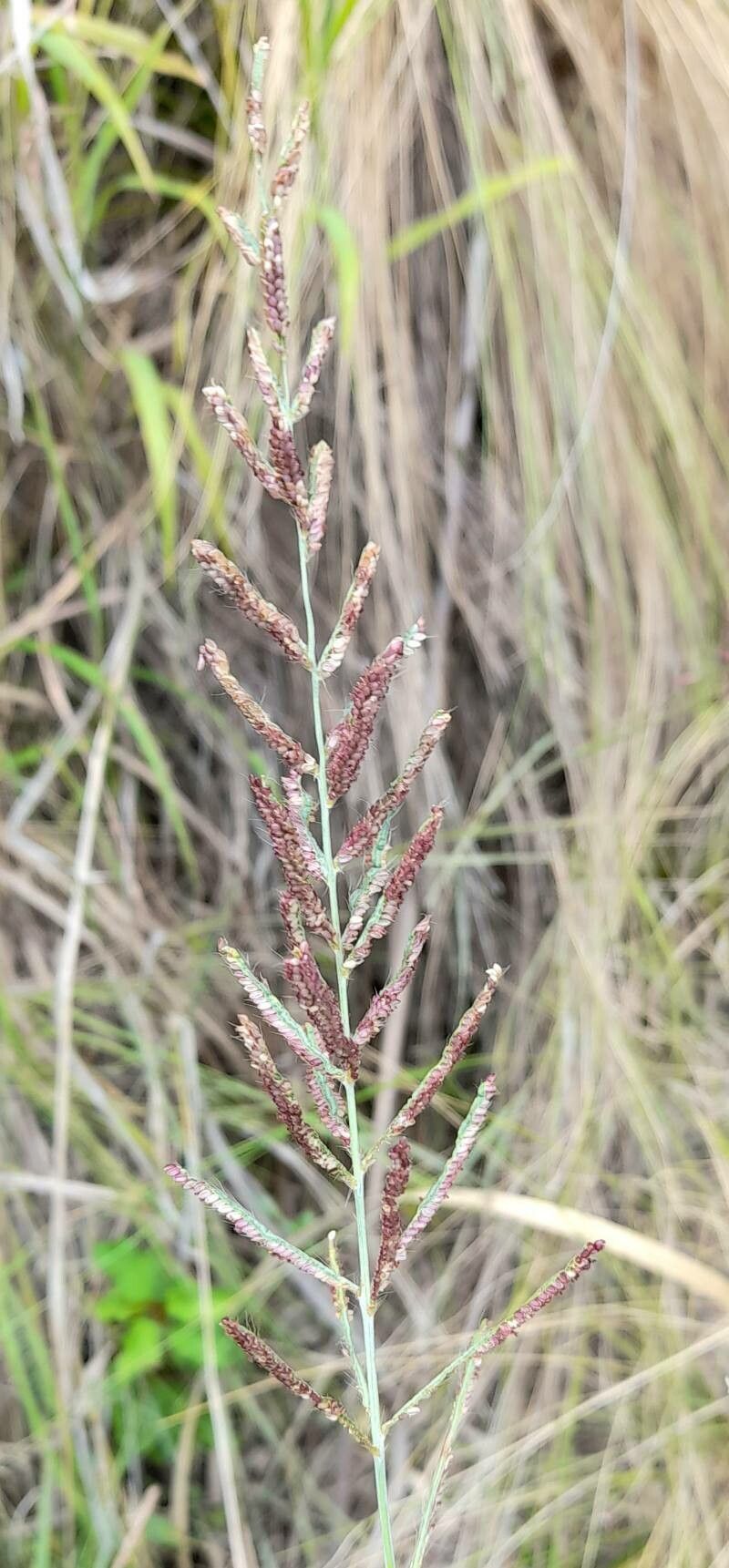 Paspalum malacophyllum fruit