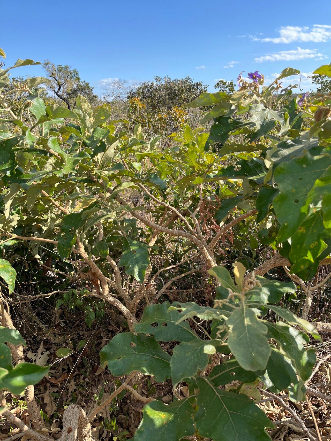 Solanum gomphodes habit