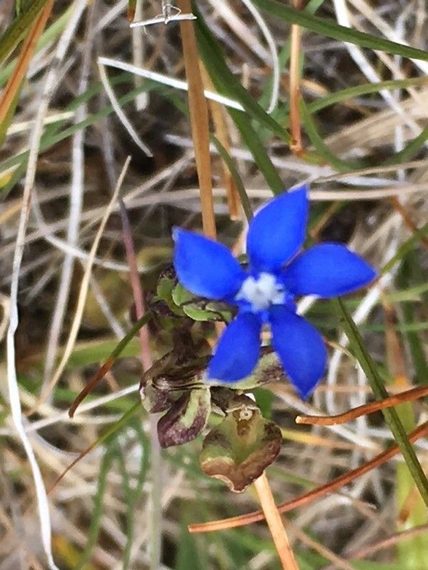 Gentiana nivalis flower
