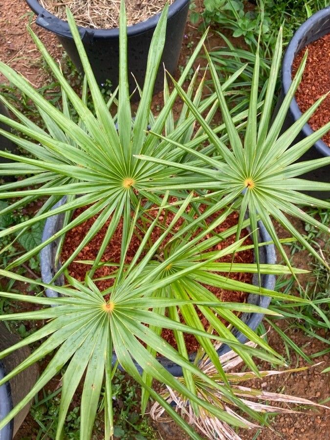 Coccothrinax barbadensis leaf