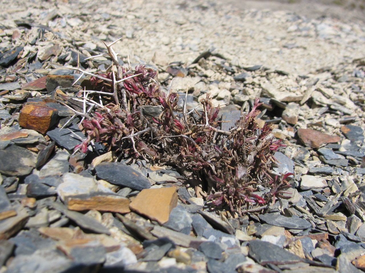 Senecio spinosus — houseplant care guide