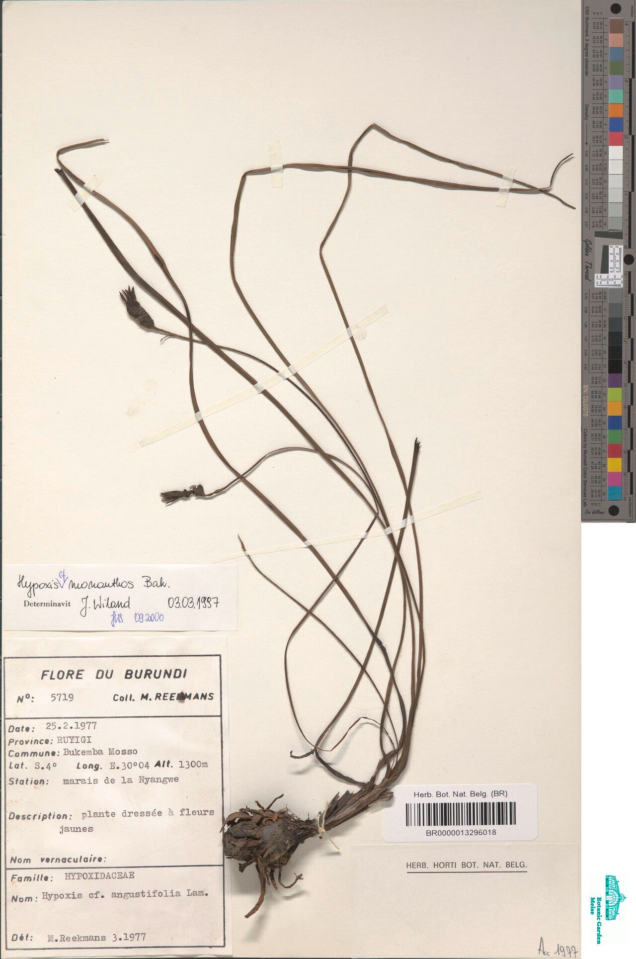 Hypoxis monanthos — search result for 'Hypoxis'