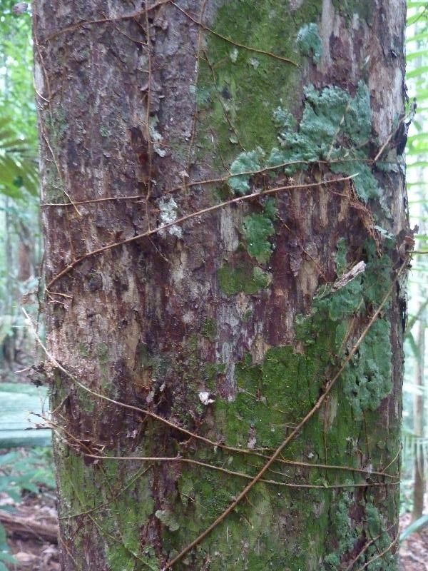 Pouteria jariensis bark