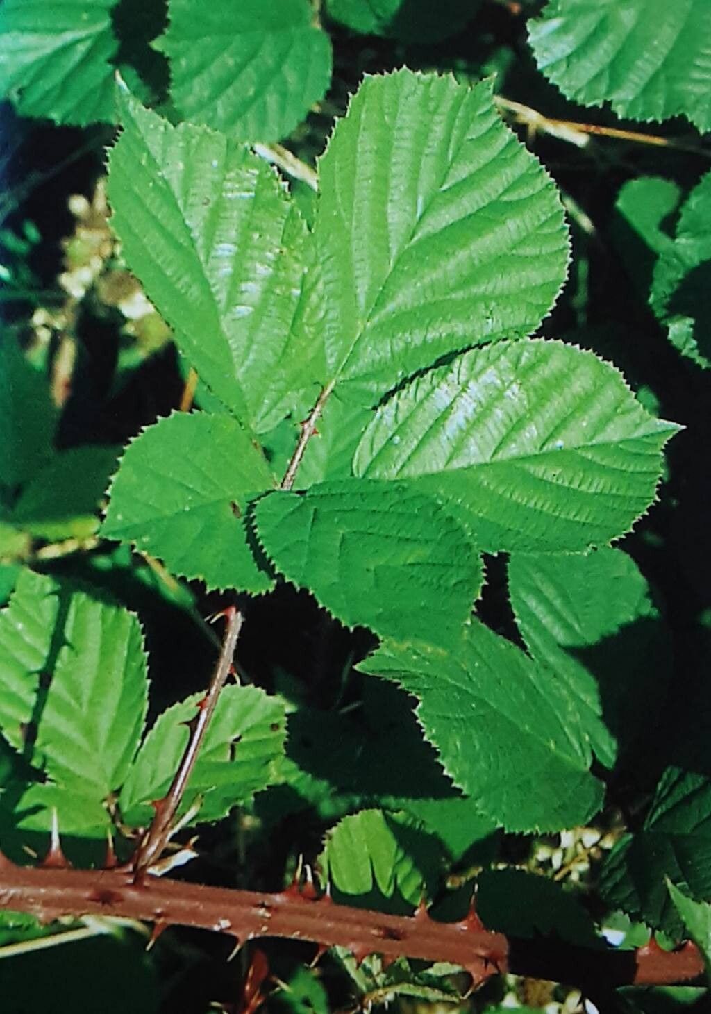Rubus stereacanthos — houseplant care guide
