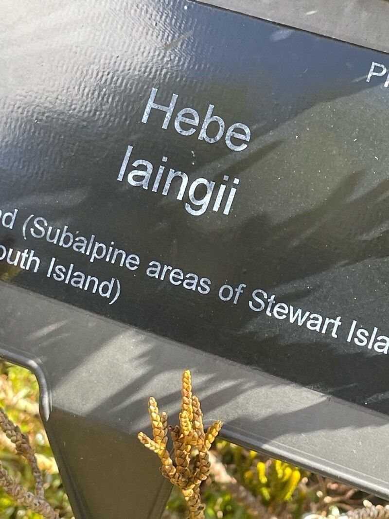 Veronica hectorii other